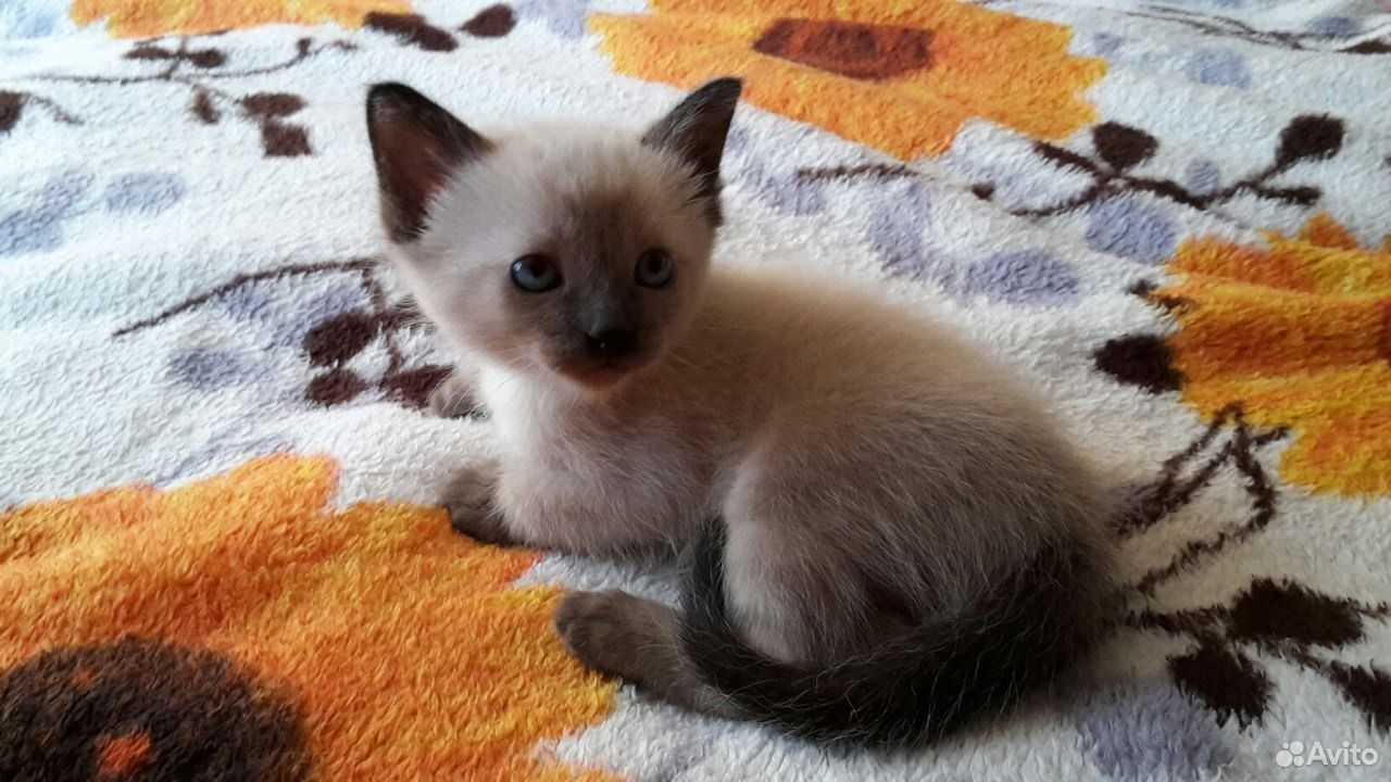 Тайские котята
