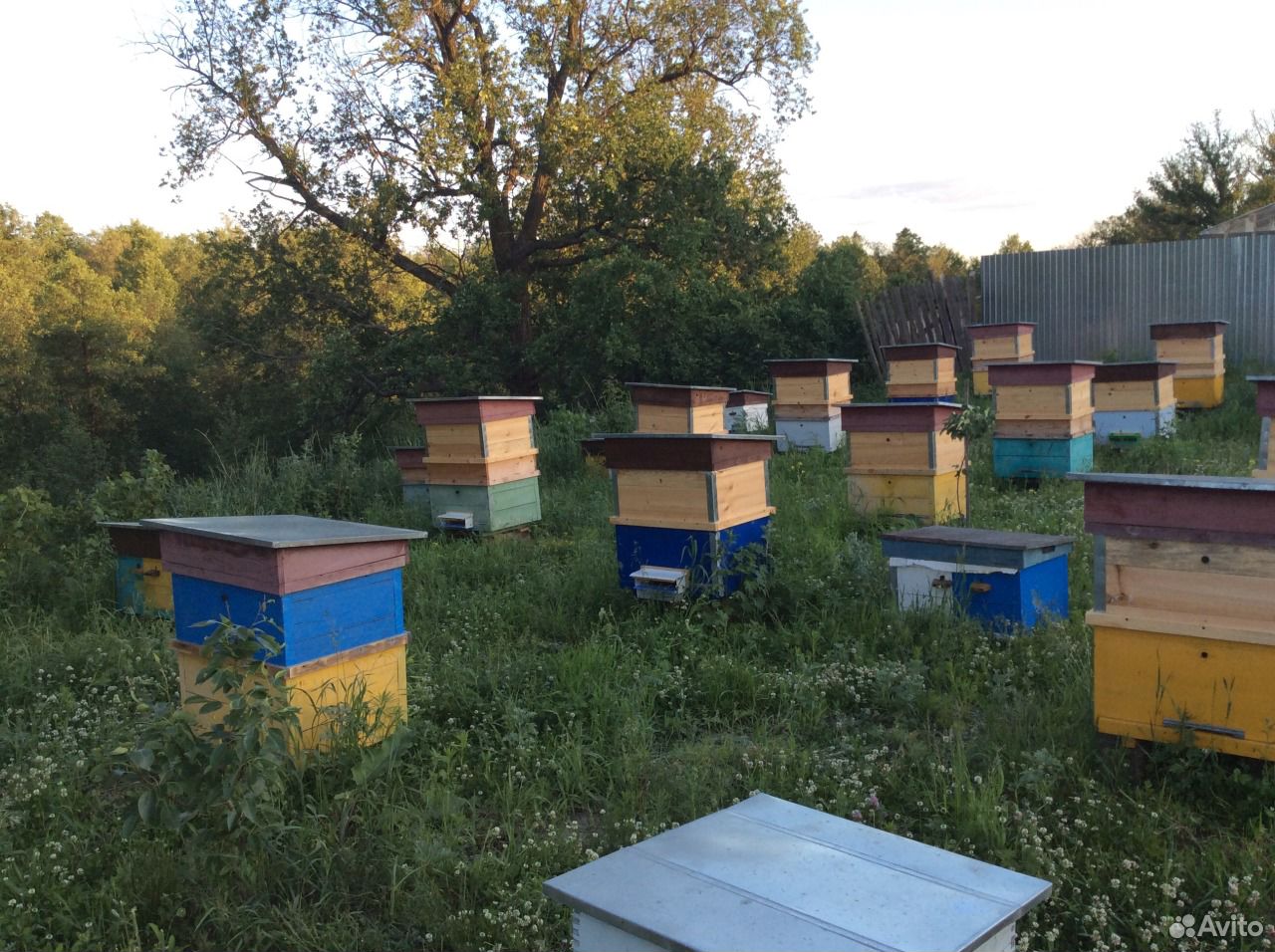 Продам пчёл и пчёлопакеты купить на Зозу.ру - фотография № 4