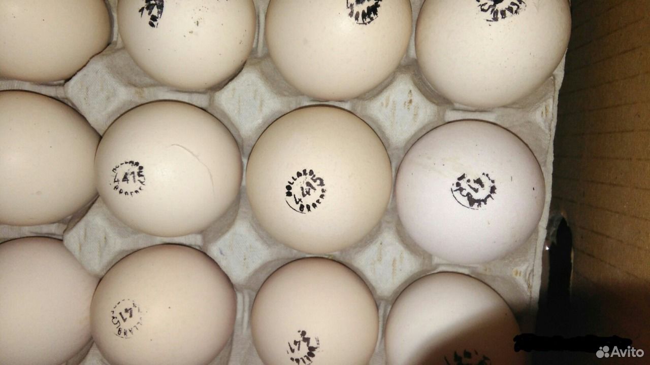 Купить яйцо хайбрид. Биг инкубационное яйцо. Штамп на инкубационном яйце бройлеров tr14554692. Инкубационное яйцо индюшки. Штамп на инкубационном яйце Кобб 500.