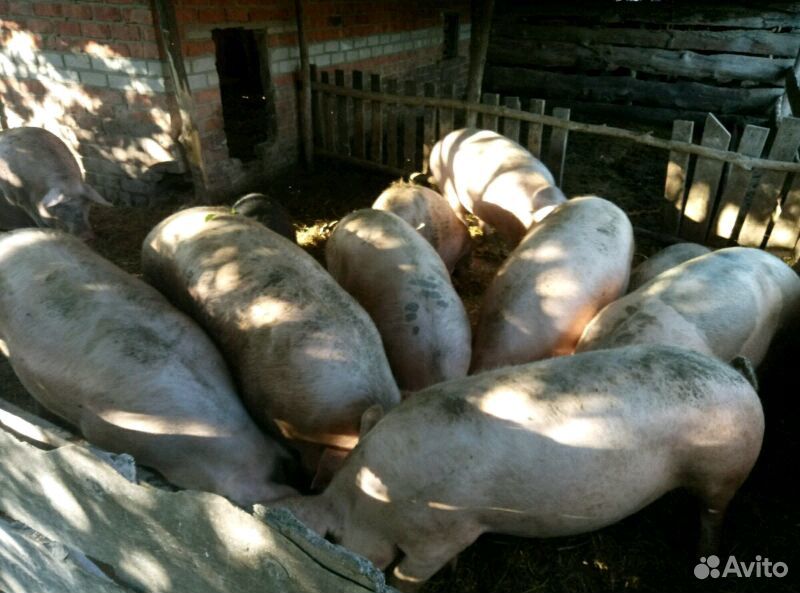 Домашние свиньи на мясо купить на Зозу.ру - фотография № 3