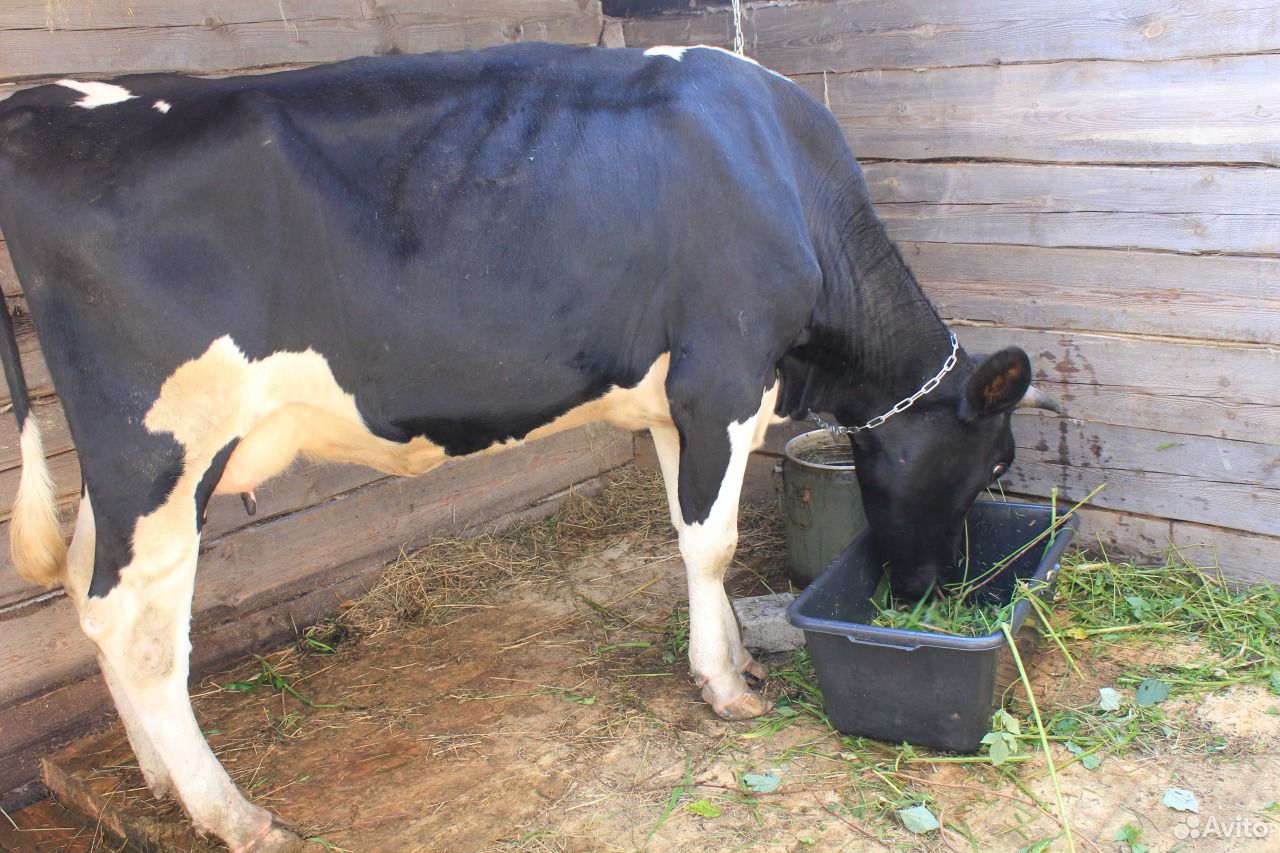 Коровье молоко купить на Зозу.ру - фотография № 2
