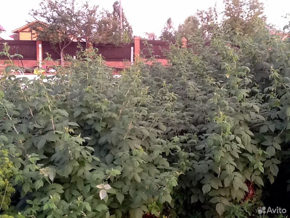 Саженцы малины садовой купить на Зозу.ру - фотография № 1