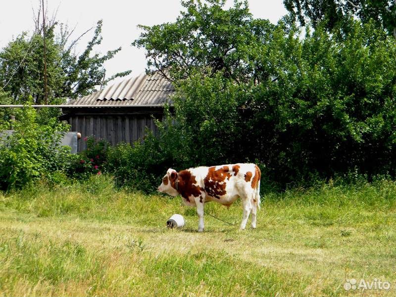 Погода село бычок молдова. Воронежская область Каменский район село Сончино. Бычок Воронежская область Петропавловский район. Село бычок Воронежская область. Деревенский бычок.