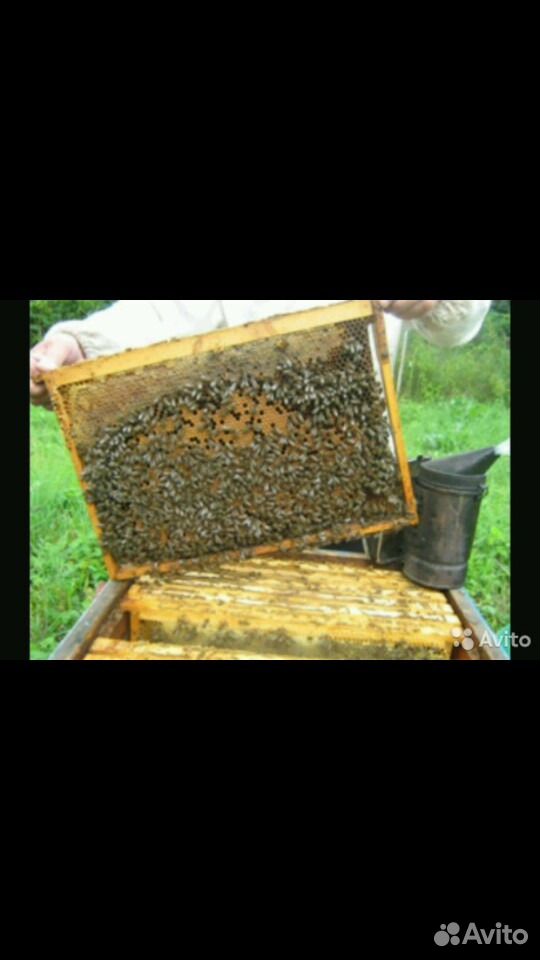 Пчелопакеты от Саныча купить на Зозу.ру - фотография № 3