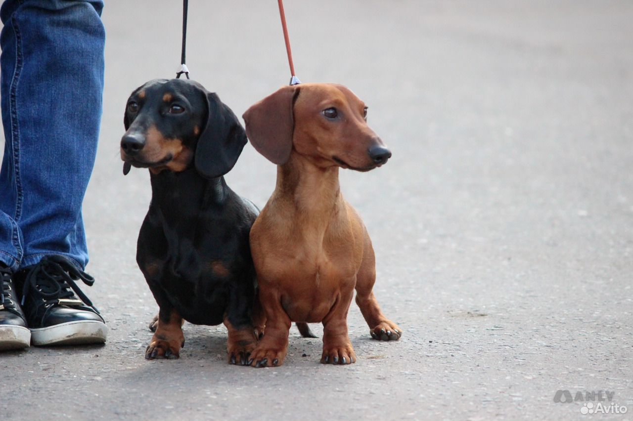 Ищу суку таксы для вязки. Такса стандартная гладкошерстная рыжая. Крутые таксы стандартной. Такса кайзера вильгельма. Вязка такс.