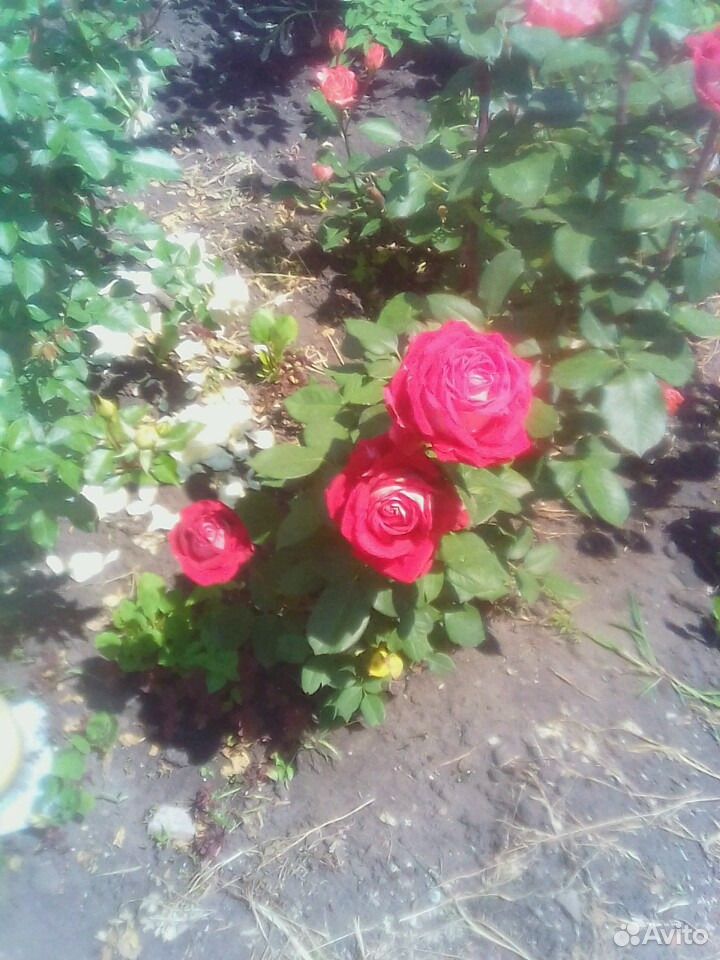 Розы живые цветы купить на Зозу.ру - фотография № 4