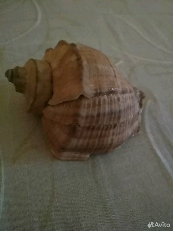 Ракушка пектен, белый гребешок, створка. Ракушка новосибирск. Seashell лоо. Раковина морская ссср. Ракушка новосибирск.