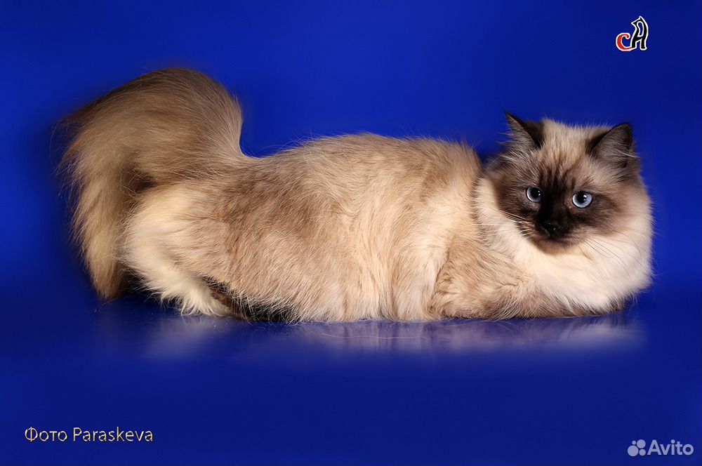 Сибирские котятки с документами купить на Зозу.ру - фотография № 2