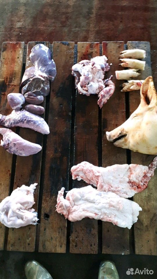 Продам домашнее мясо свинины купить на Зозу.ру - фотография № 4