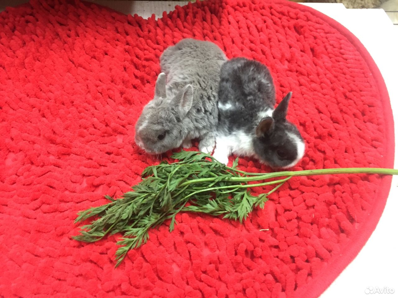 Кролики карликовые купить на Зозу.ру - фотография № 3