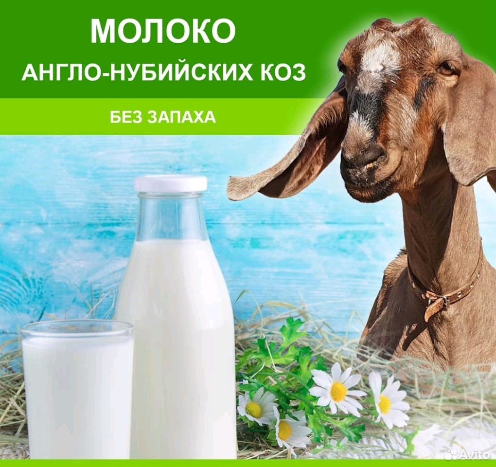 Козье парное молоко,сыр купить на Зозу.ру - фотография № 1