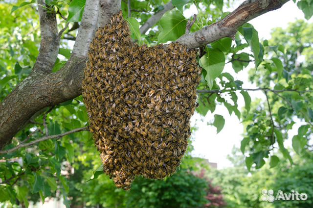 Сниму рой пчёл купить на Зозу.ру - фотография № 2