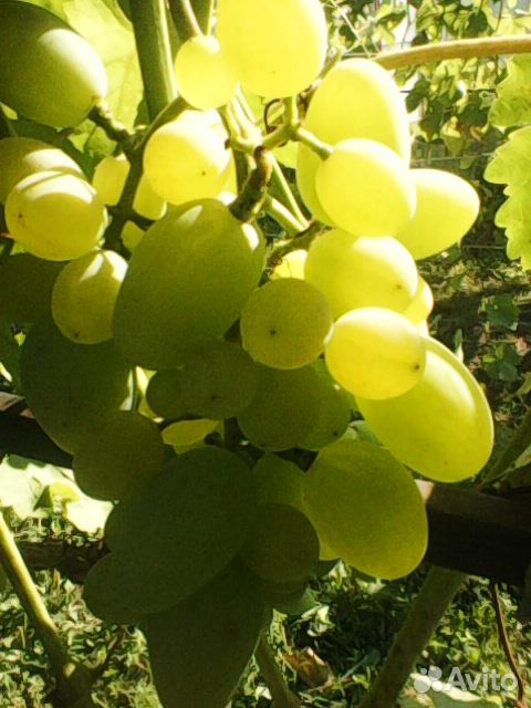Саженцы винограда купить на Зозу.ру - фотография № 4