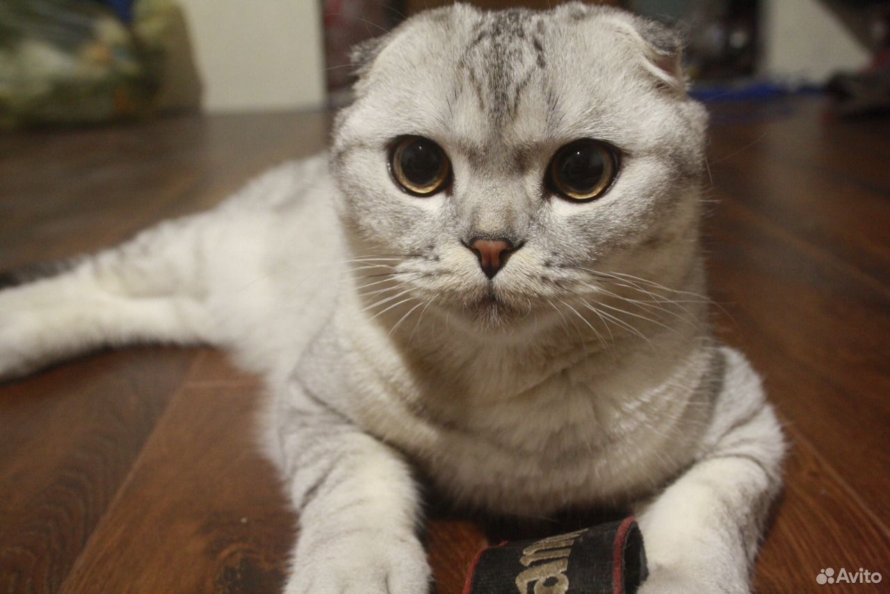 Шотландский кот на вязку купить на Зозу.ру - фотография № 4