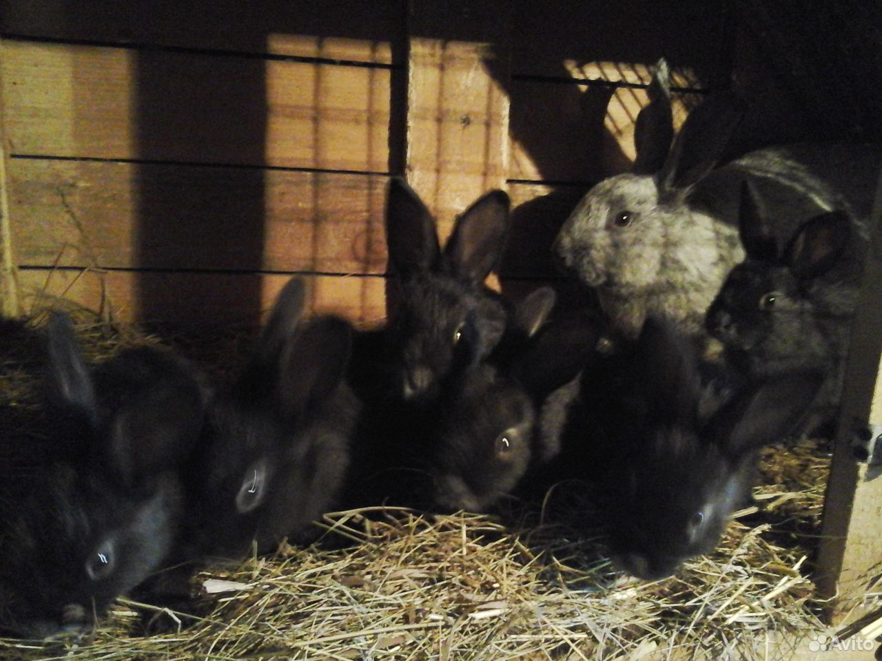 Крольчата 2-4 мес. бсс, Калифорния и их помеси купить на Зозу.ру - фотография № 5