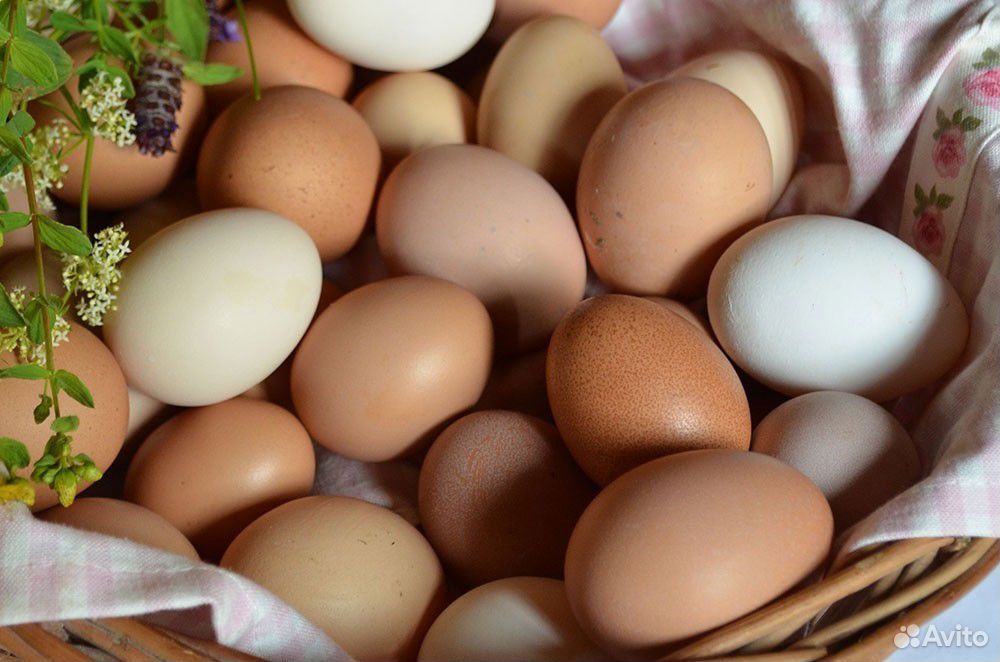 Яйцо инкубационное,цыплята китайская шелковая купить на Зозу.ру - фотография № 1