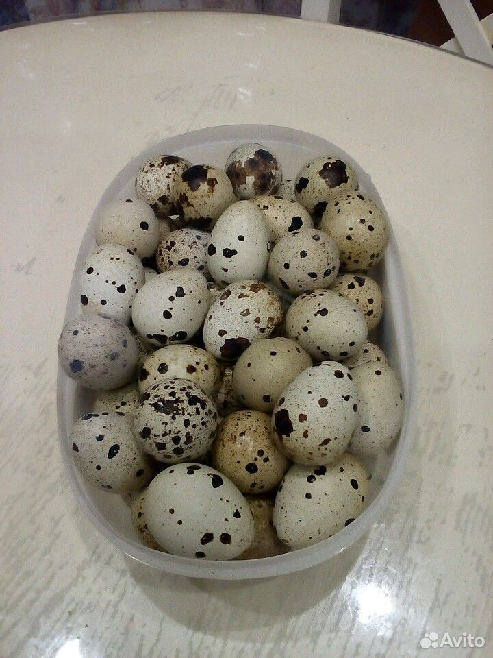 Яйца домашние перепелиные купить на Зозу.ру - фотография № 1