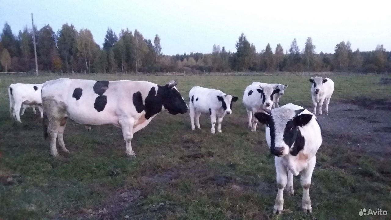 Коровы молочные купить на Зозу.ру - фотография № 9
