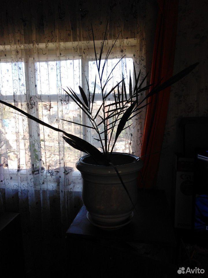 Финиковая пальма купить на Зозу.ру - фотография № 6