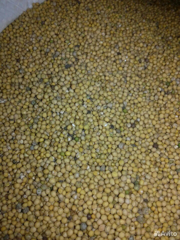 Семена горчицы нового урожая купить на Зозу.ру - фотография № 1