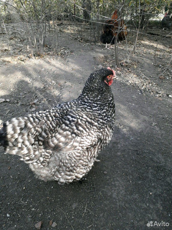 Птицы (петух + курица),орпингтон золотоокаймленный купить на Зозу.ру - фотография № 1