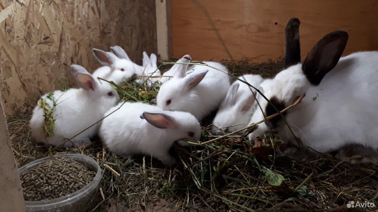 Продам кроликов купить на Зозу.ру - фотография № 1