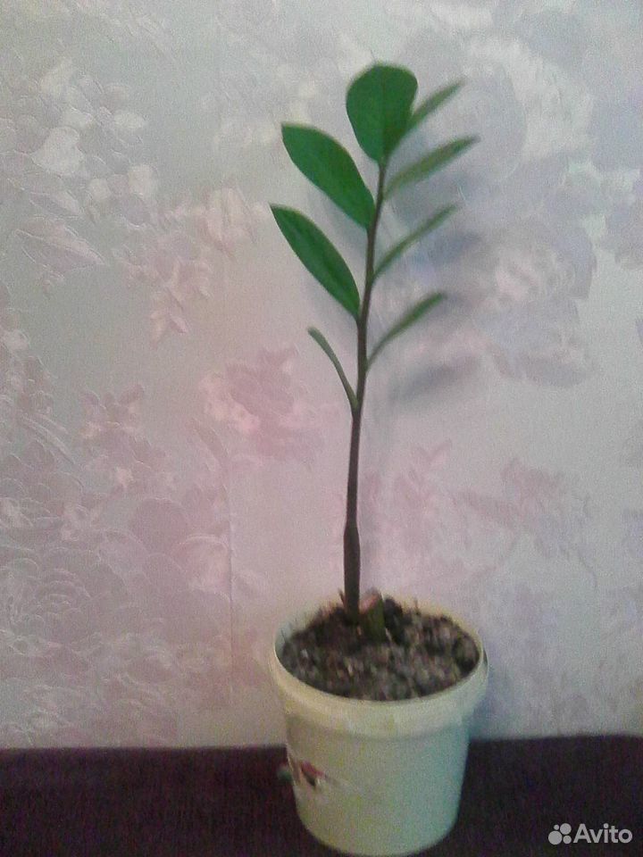 Замиокулькас (Долларовое дерево) купить на Зозу.ру - фотография № 1