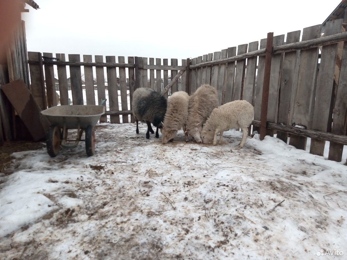 Овцы, порода не известная купить на Зозу.ру - фотография № 2