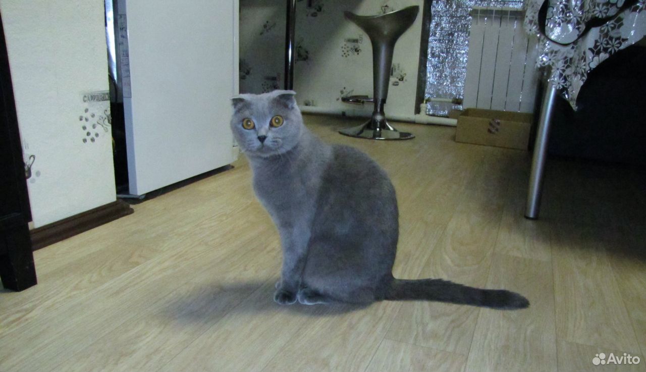 Шотландская вислоухая кошка купить на Зозу.ру - фотография № 1
