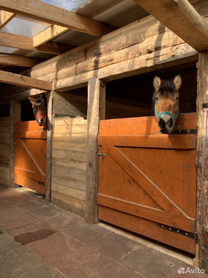 Денник для лошади/пони, конный центр, лес купить на Зозу.ру - фотография № 1