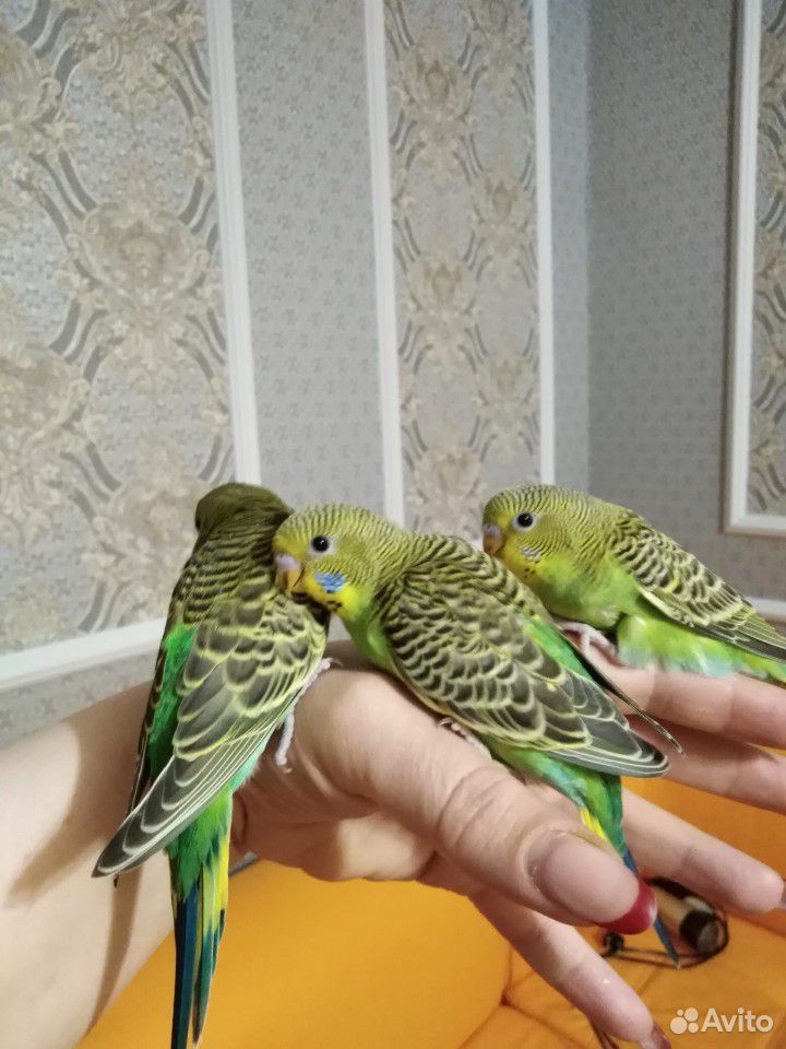 Попугаи волнистики купить на Зозу.ру - фотография № 2