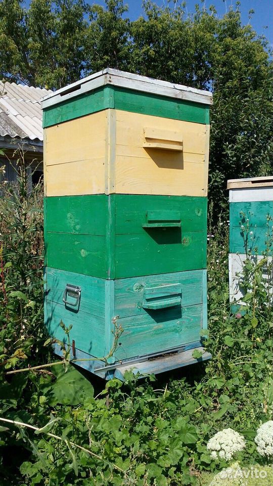 Пчелопакеты и Пчелосемьи Карпатка купить на Зозу.ру - фотография № 2