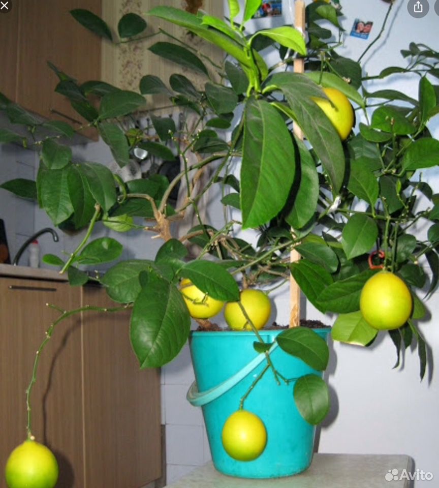 Розмарин, лимон, хоста, розы штамбовые, саженцы купить на Зозу.ру - фотография № 5