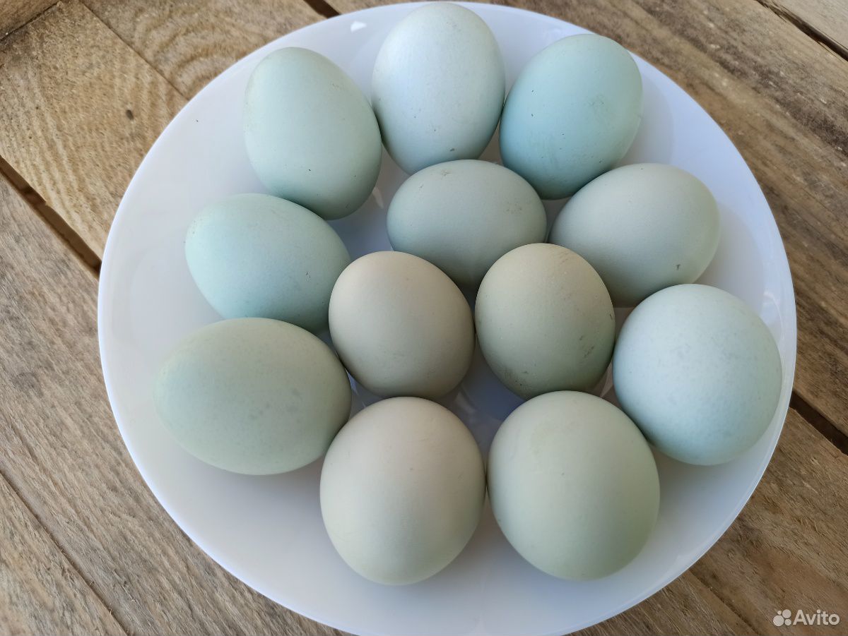 Инкубационное яйцо Легбар,Амераукана купить на Зозу.ру - фотография № 1