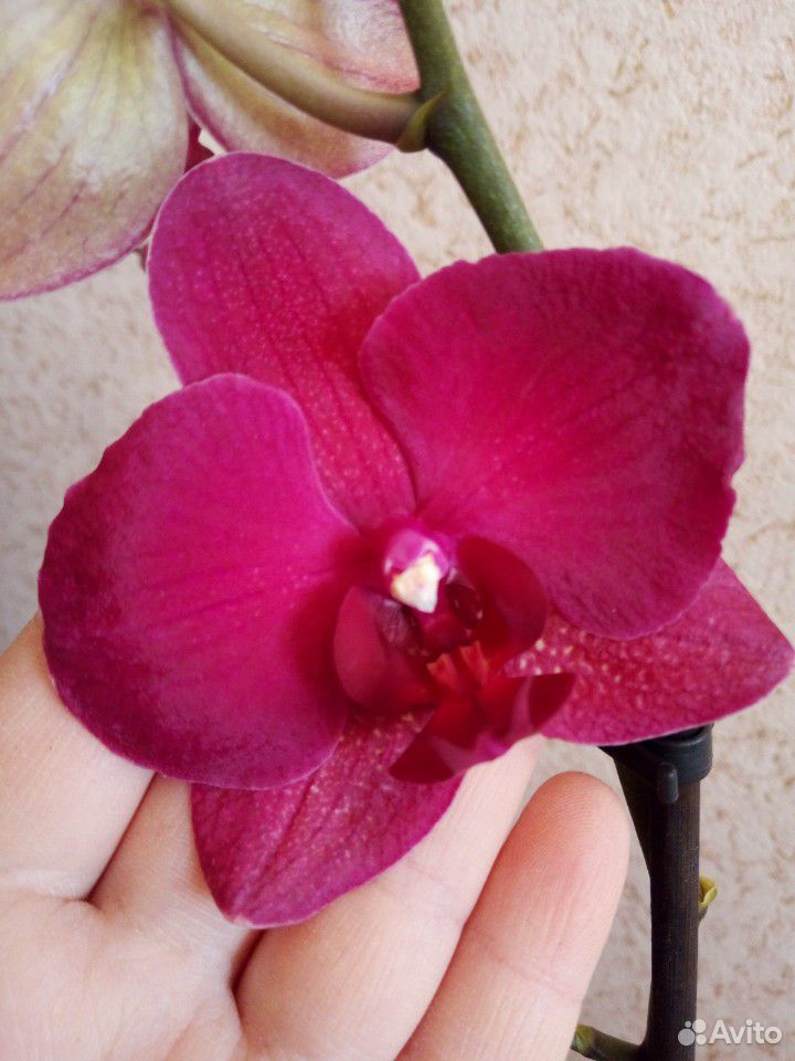 Продам орхидеи купить на Зозу.ру - фотография № 3