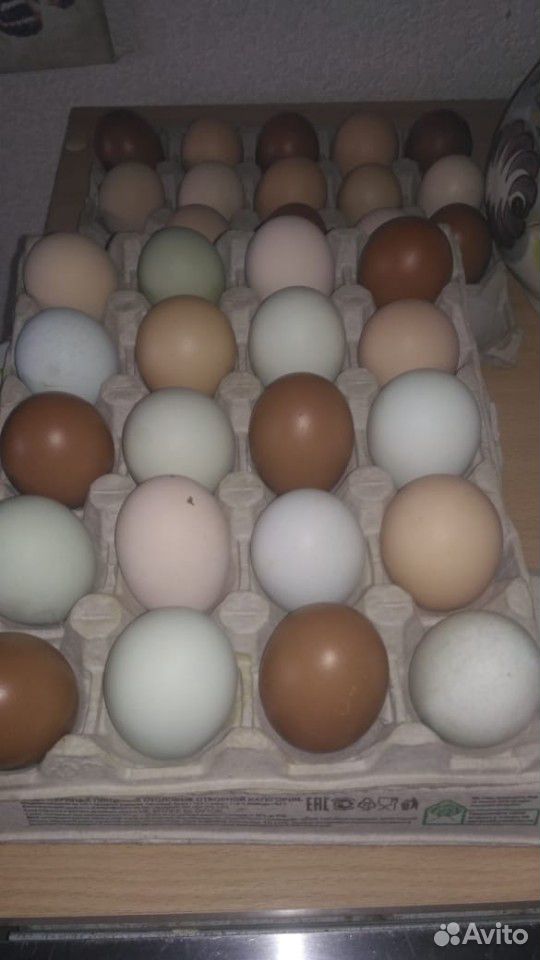 Цыплята инкубационное яйцо купить на Зозу.ру - фотография № 4
