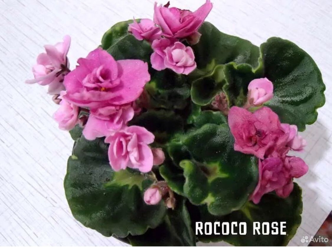 Фиалка rococo rose фото