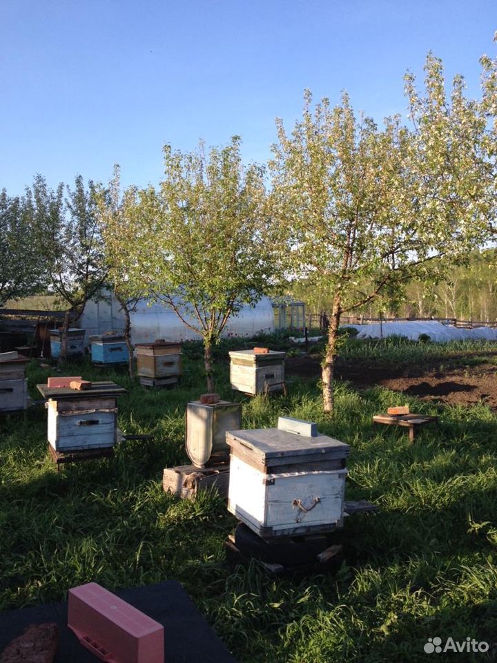 Пчёлы пчелосемья купить на Зозу.ру - фотография № 6