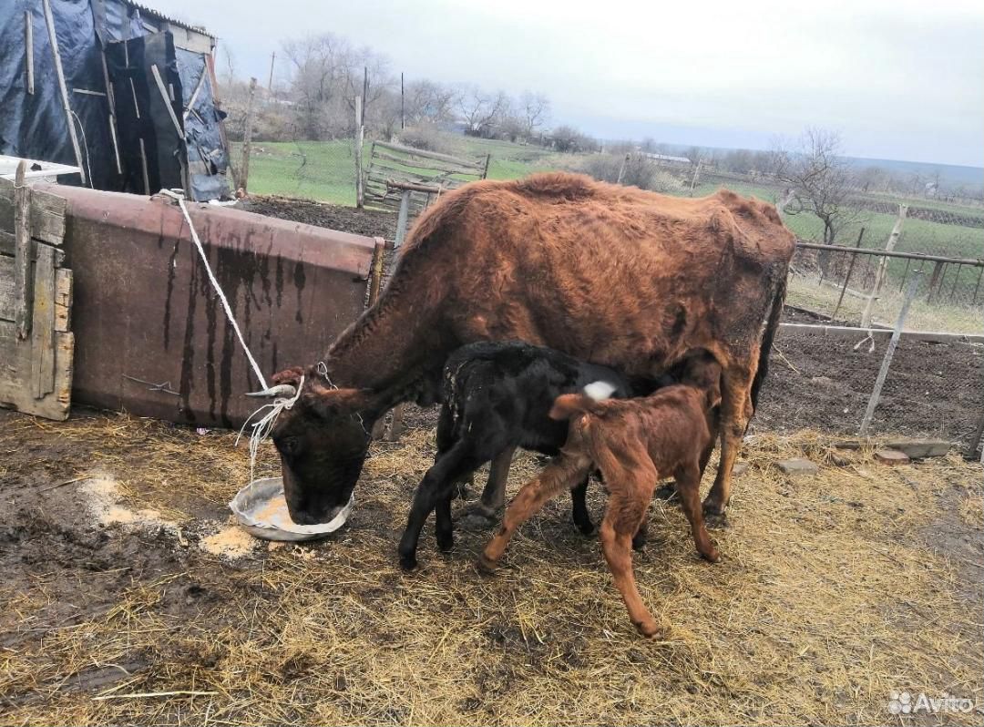 Тёлка стельная и корова с телятами купить на Зозу.ру - фотография № 9