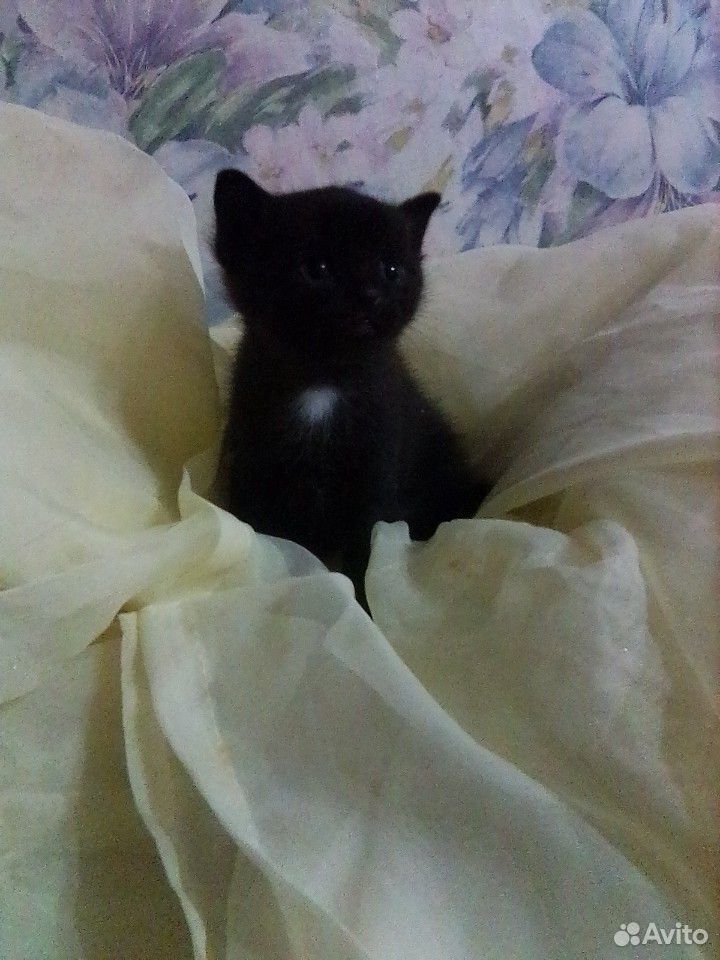 Чёрный котик купить на Зозу.ру - фотография № 1