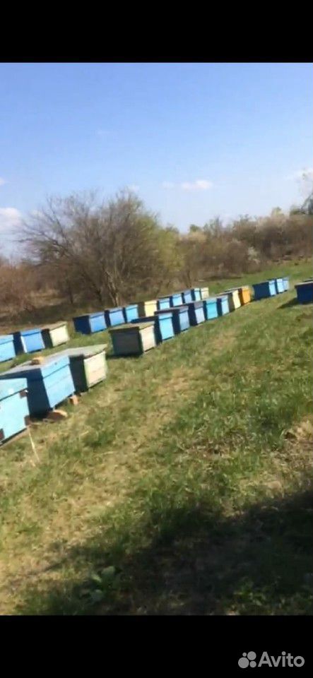 Пчелы семьи купить на Зозу.ру - фотография № 1