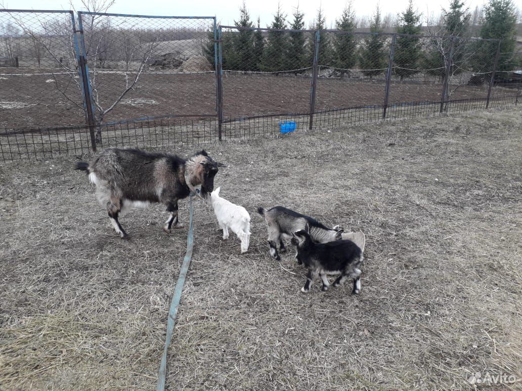 Продаю двойную козу с козлятами купить на Зозу.ру - фотография № 1