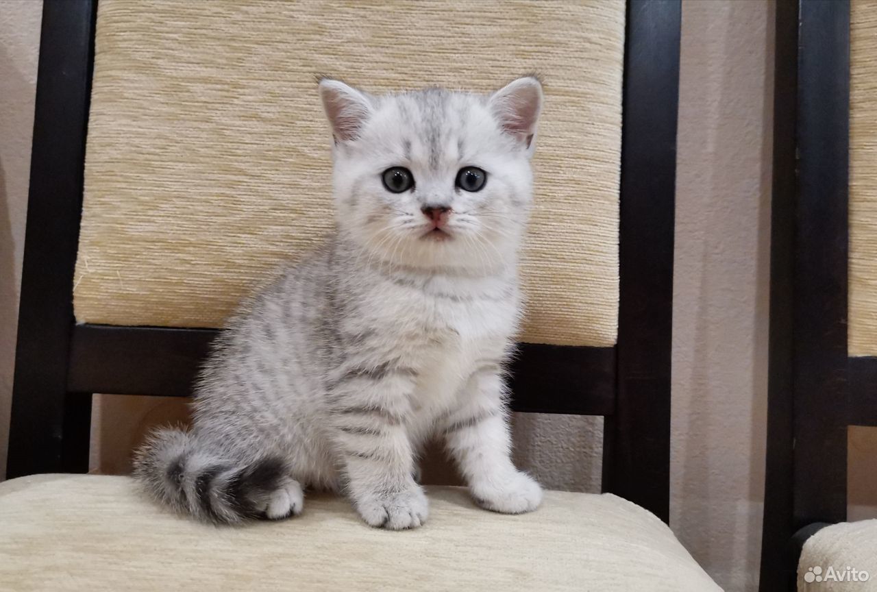 Кошка шотландская шиншилла