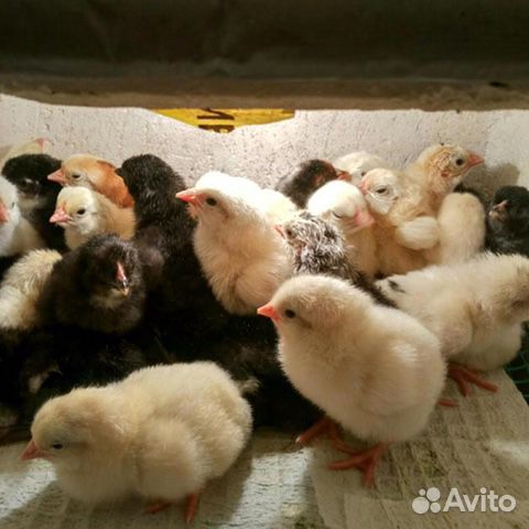 Цыплята суточные (от кур несушек) купить на Зозу.ру - фотография № 1