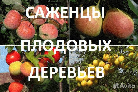 Декоративные растения в Судаке купить на Зозу.ру - фотография № 1
