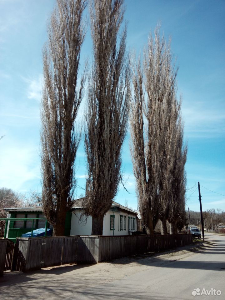 Деревья купить на Зозу.ру - фотография № 2