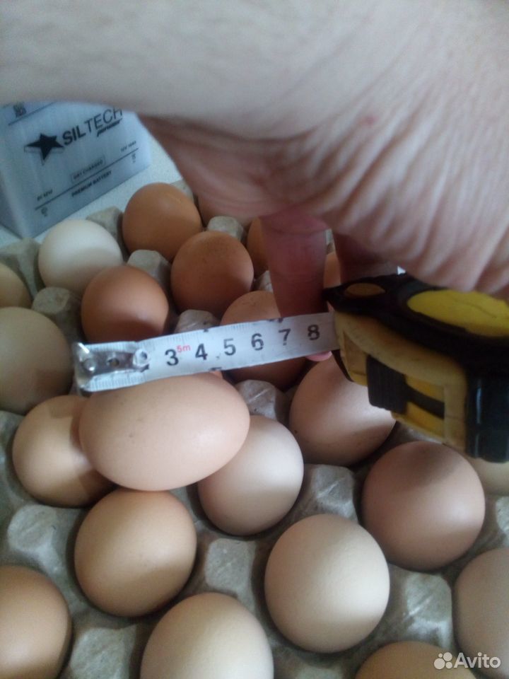 Инкубационные яйца купить на Зозу.ру - фотография № 6