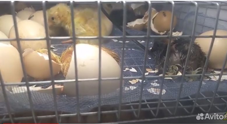 Кобб инкубационное яйцо и цыплята купить на Зозу.ру - фотография № 2