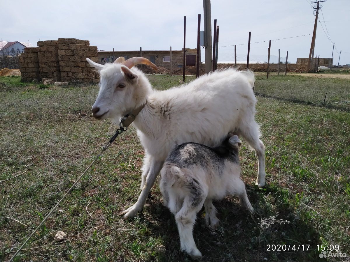 Продам козу с козлятами купить на Зозу.ру - фотография № 2