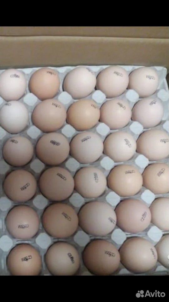 Инкубационные яйца бройлера купить на Зозу.ру - фотография № 1